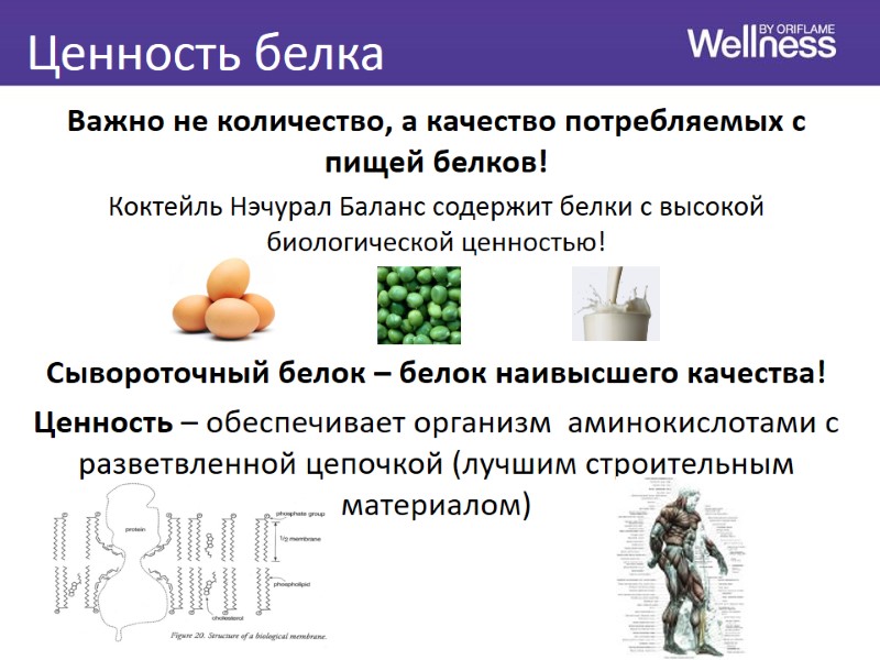 Ценность белка Важно не количество, а качество потребляемых с пищей белков! Коктейль Нэчурал Баланс